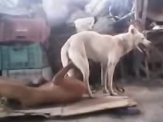 Animal Zoo Sex