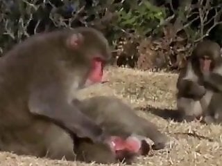 Zoo Zoo Sex Porn