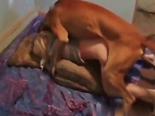 Dog Sex Zoo