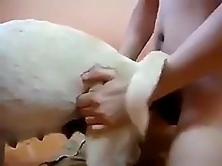 Dog Sex Zoo