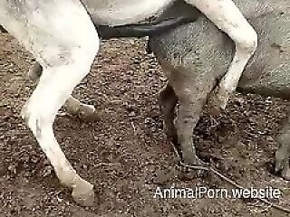 Animalporn