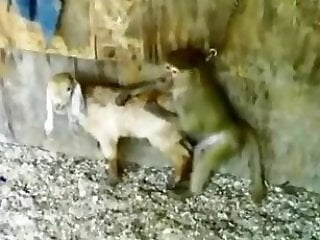 Horse Zoofilia Tube