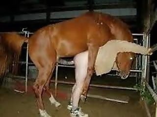 Zoo Animal Sex Porn