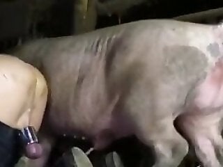 Zoophilia porn and animal sex