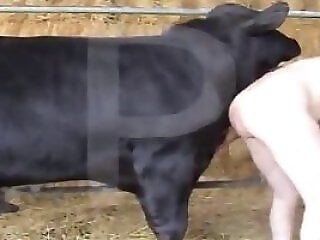 Bestiality porn tube