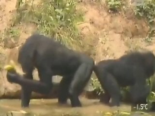Zoo Zoo Sex Porn