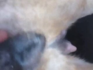 Bestiality Zoo Sex Drawings