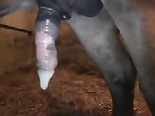 Animal Zoo Sex