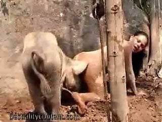 Zoo Sex Art Tube