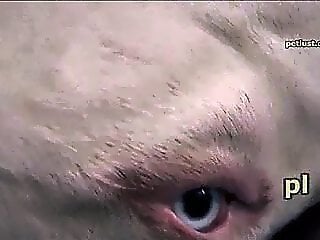 Zoo Animal Sex Porn