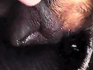 Animal Fuck XXX