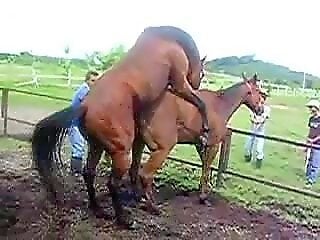Zoo Zoo Sex Porn