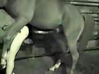 Animal XXX Bestiality