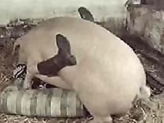 Zoo porno and animal sex