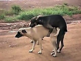 Animal Fuck XXX