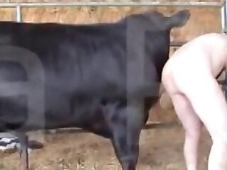 Zoo Animal Sex Porn