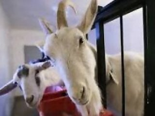 Zoo Bestiality Porn Movies