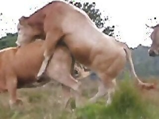 Horse Zoofilia Tube