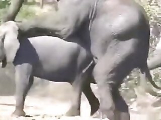 Horse animal sex