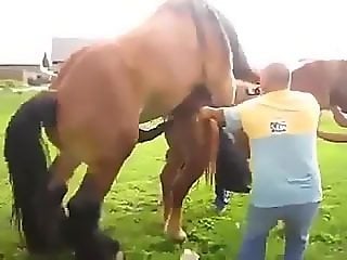 Zoophilia Porn