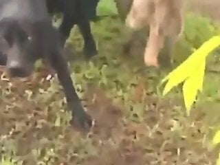 Zoo Bestiality Porn Movies