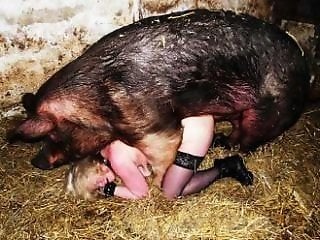 HQ Animal Porn