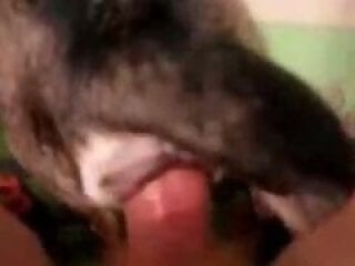 100% Free ZOO sex videos