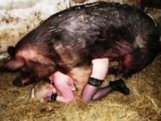 Zoo Sex Art Tube