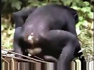 Zoo Animal Porn Sex