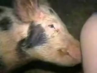 Horse Zoofilia Tube