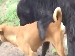 XXX Bestiality Sex