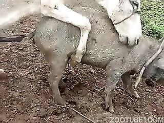 Sex-Animals