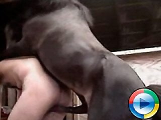 XXX Bestiality Porn
