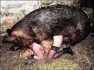 Zoo Animal Sex Porn
