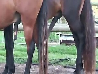 Zoo Zoo Sex Porn