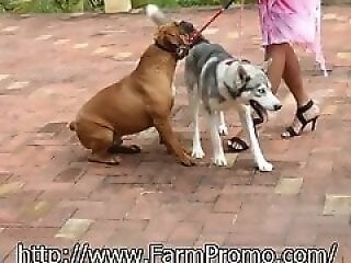 Zoo Bestiality Porn Movies