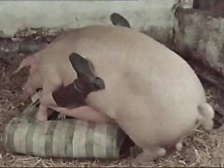 Bestiality dog fuck
