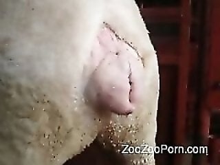 XXXZooVideo