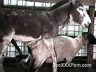XXXZooVideo