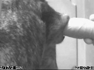 Sex with Animals for Free