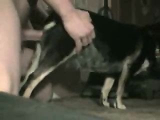Animal Porn Zoo Videos