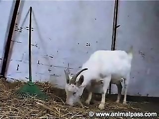 Sex Animal XXX Porn Movies
