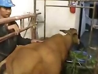 Animal porn videos and ZOO PORN