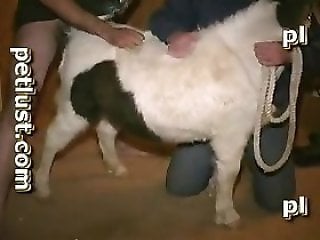Animal Porn Zoo Videos