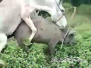 ZooZooPorn