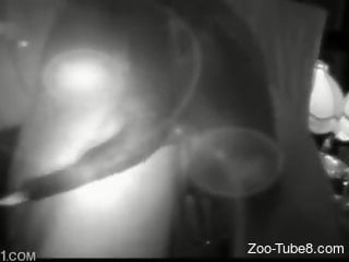 Black and white homemade dog sex video with slutty babe