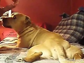 Dude's yummy cock gets pleasured by a kinky gay dog