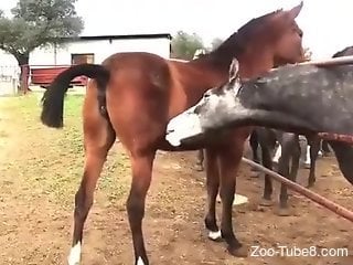 Horse showcasing its appetizing little pussy here