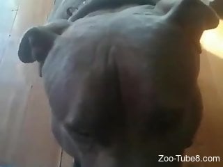 POV anal oral session with a dog that works hard