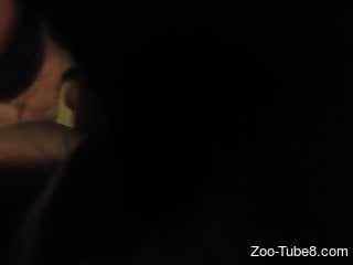 Attractive dog licking all over the guy's cock